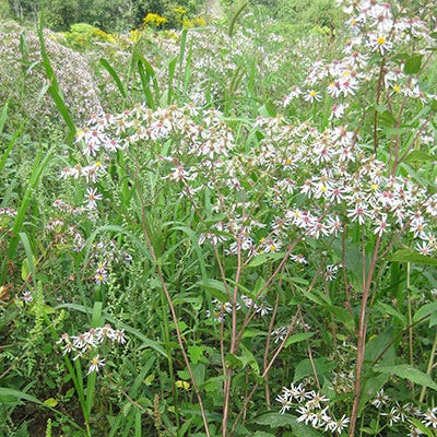 Big Leaf Aster Seeds
