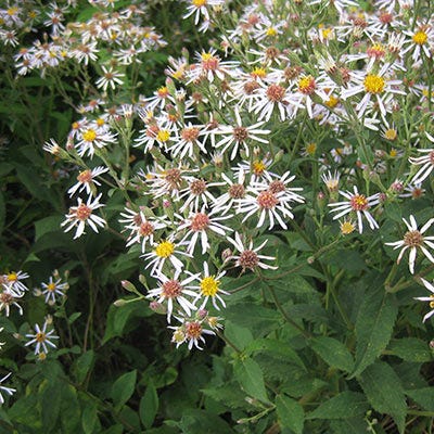 aster family plant clingy seeds Big Leaf Aster Seeds