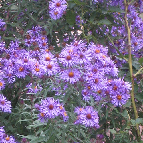 Aster novi-belgii Professor Kippenberg, New York Aster | High