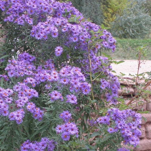 Professor Kippenberg New York Aster - Thumbnail 2