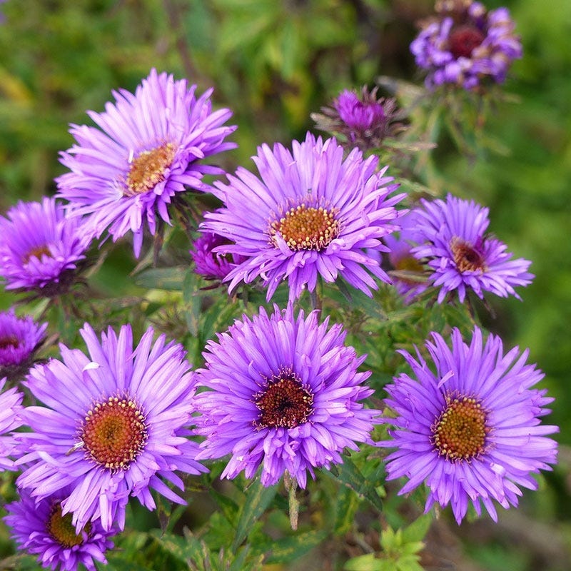 Summer Dreams Pre-Planned Garden