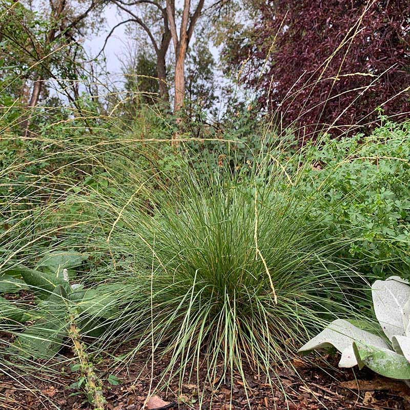 atlas succulent co Atlas Fescue