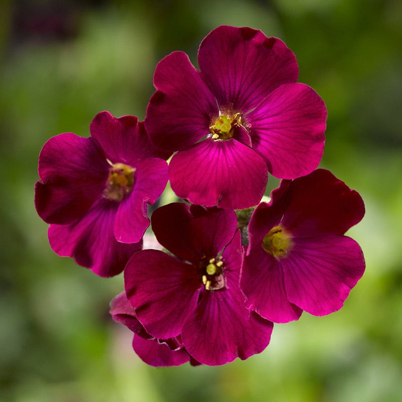 High Country Gardens Aubrieta