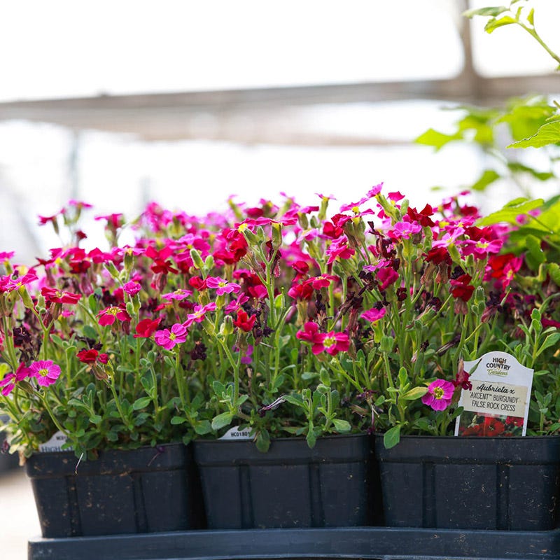 Aubrieta 'Axcent Burgundy'
