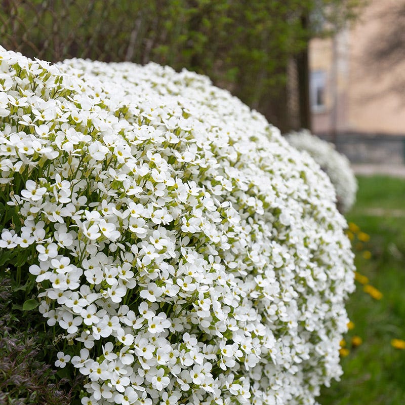 Aubrieta 'Axcent White'
