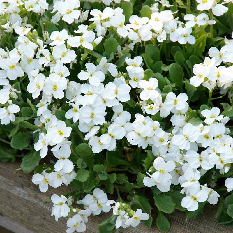 High Country Gardens Axcent Aubrieta - Thumbnail 2