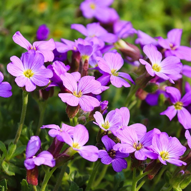 planting rock cress seeds Dwarf Rock Cress, Aubrieta gracilis