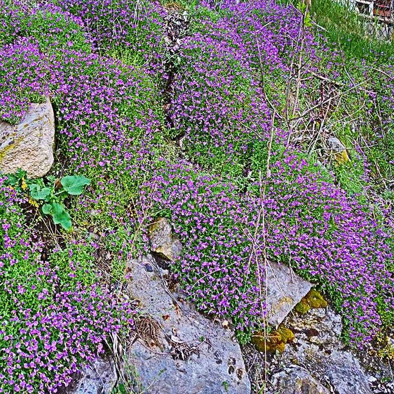 High Country Gardens Rock Cress - Thumbnail 3