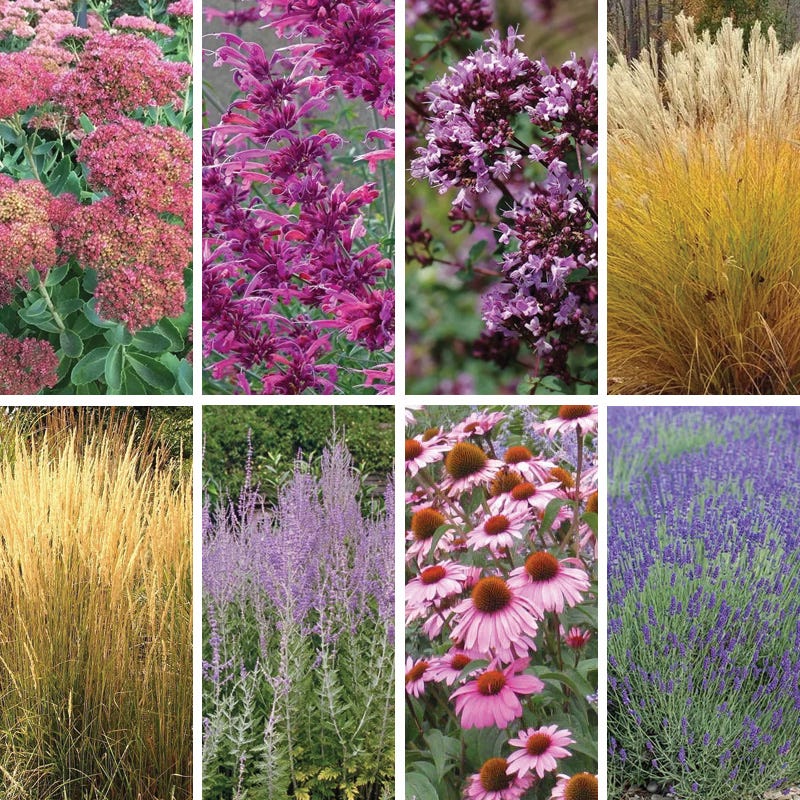 August Afternoons Pre-Planned Garden