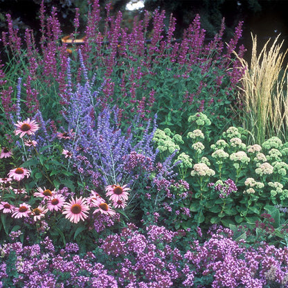 August Afternoons Pre-Planned Garden