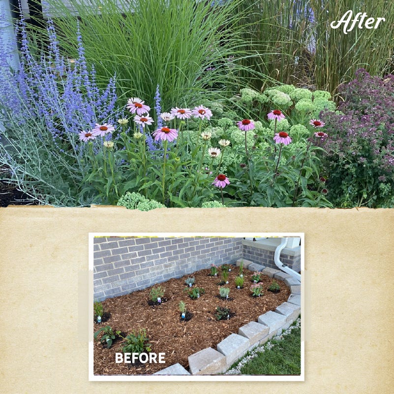 August Afternoons Pre-Planned Garden