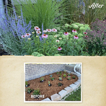 August Afternoons Pre-Planned Garden