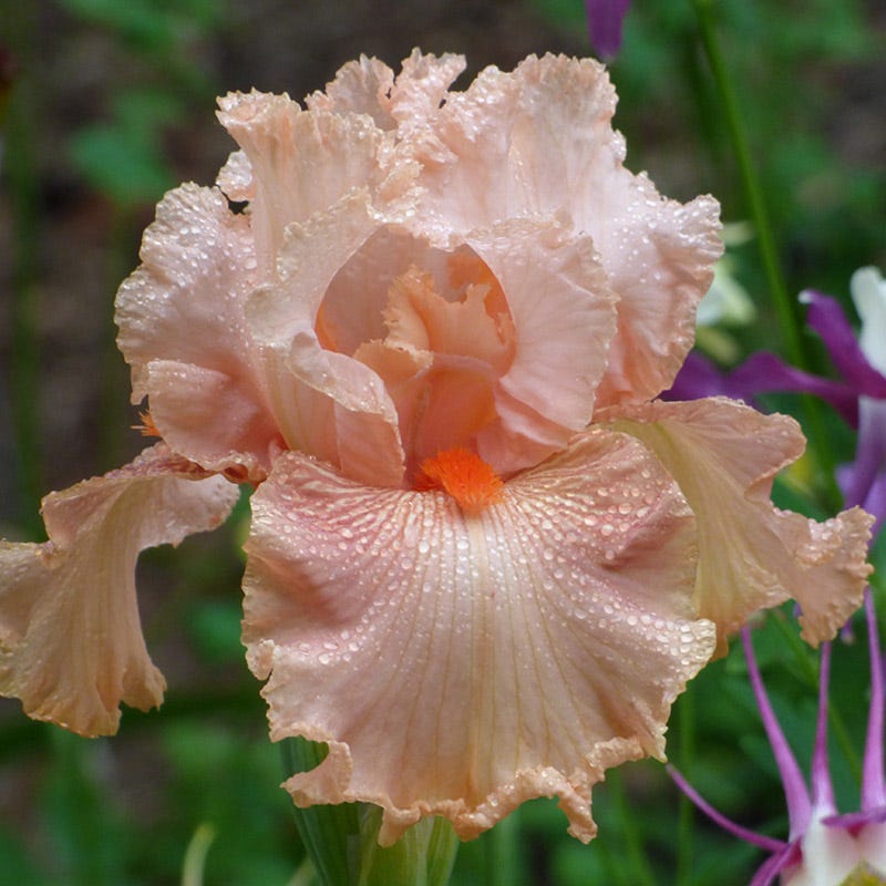 Augustine Bearded Iris