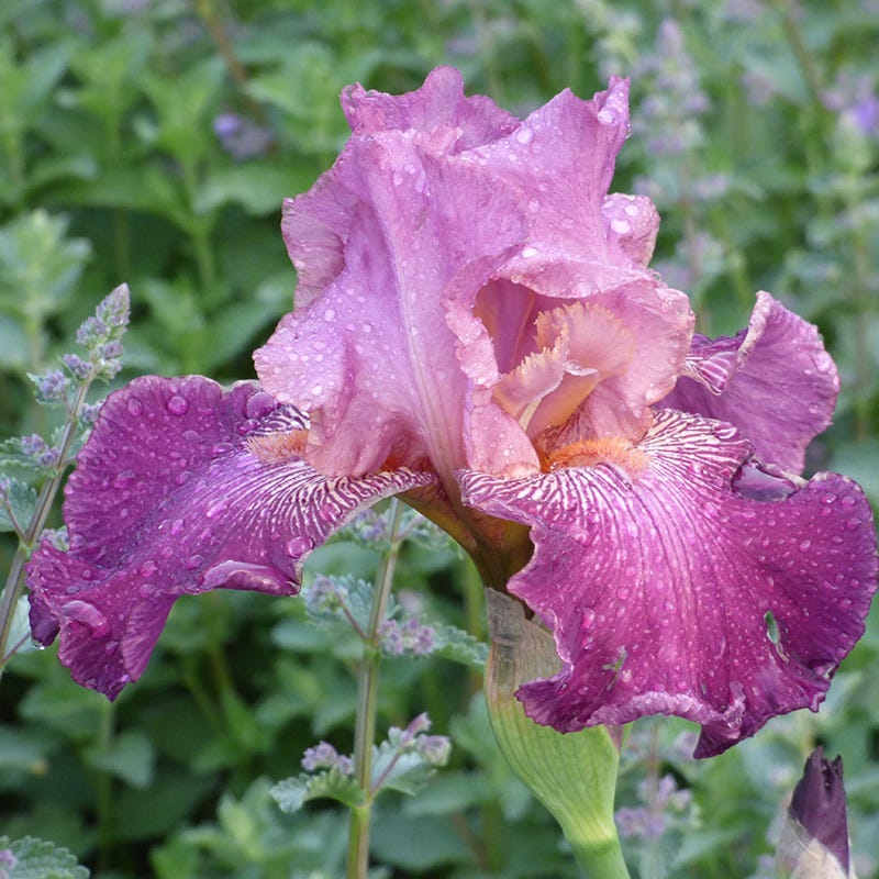 Autumn Rose Iris | Fragrant Reblooming Color