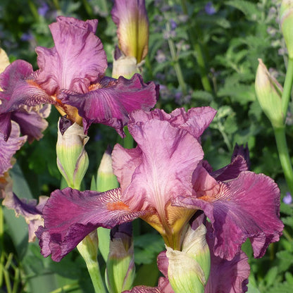 Autumn Rose Reblooming Bearded Iris