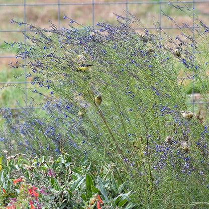 Autumn Sapphire™ Salvia