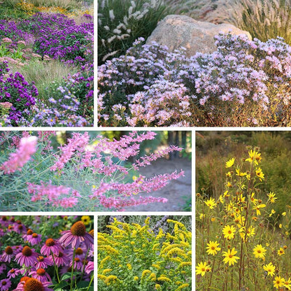 Autumn Magic Pollinator Collection