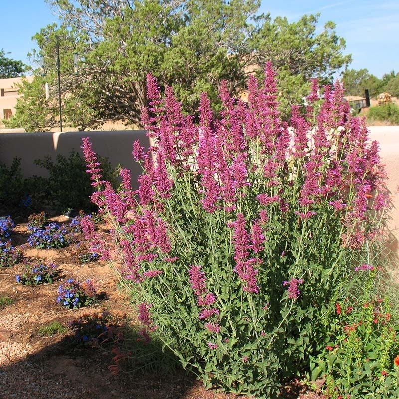Hummingbird Container Garden