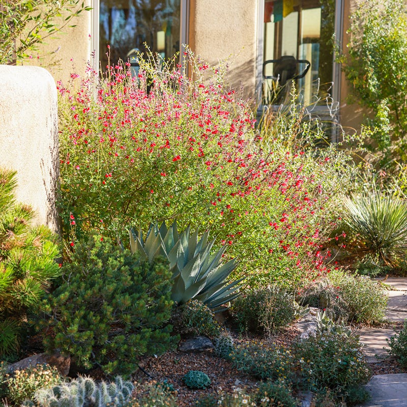 Furman's Red Texas Sage, Salvia greggii | Hummingbird Favorite