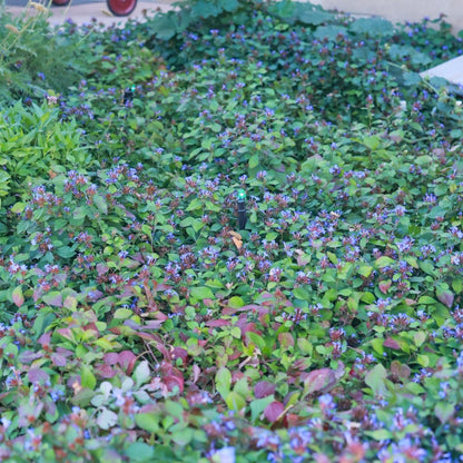 Hardy Plumbago (Ceratostigma)
