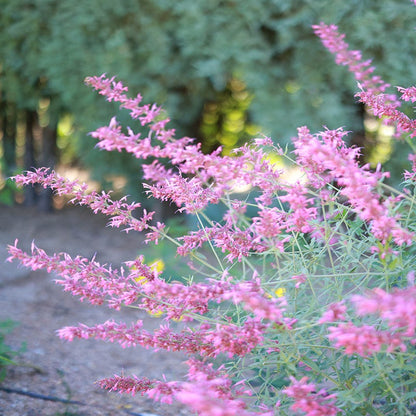 August Afternoons Pre-Planned Garden