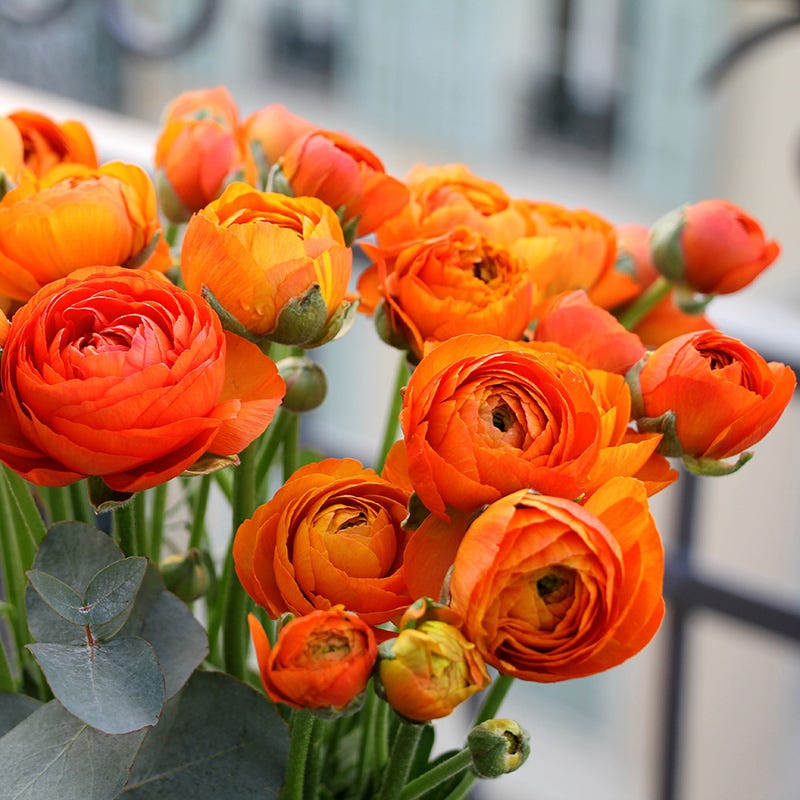 Aviv Salmon Ranunculus