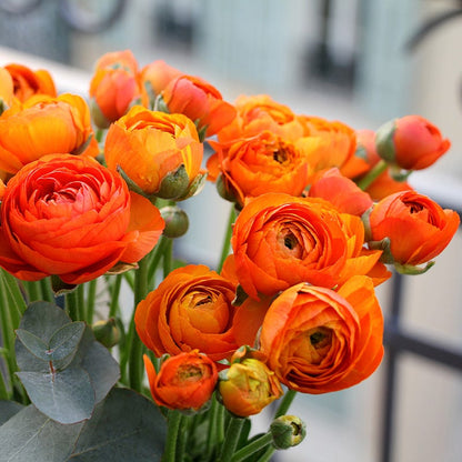 Aviv Salmon Ranunculus