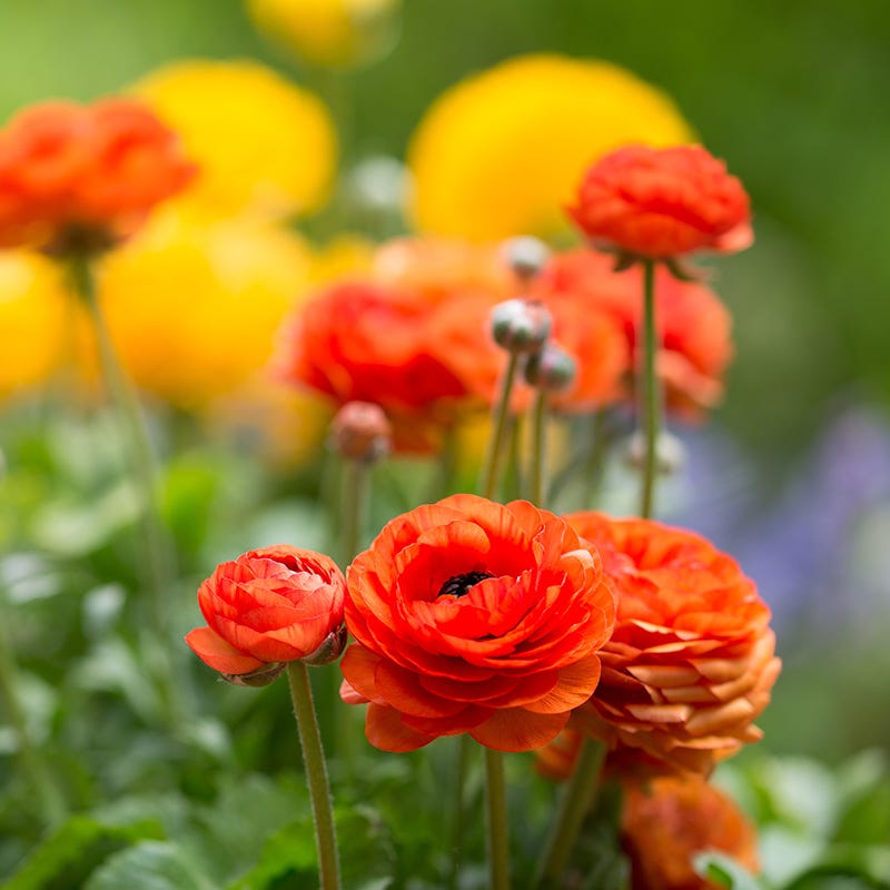 Aviv Spring Aviv Ranunculus Mix | Bold Color for Spring Bouquets