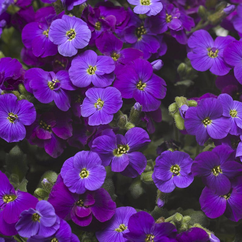 Axcent Deep Purple Aubrieta, Rock Cress | High Country Gardens