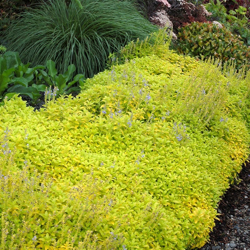High Country Gardens Veronica prostrata - Thumbnail 2