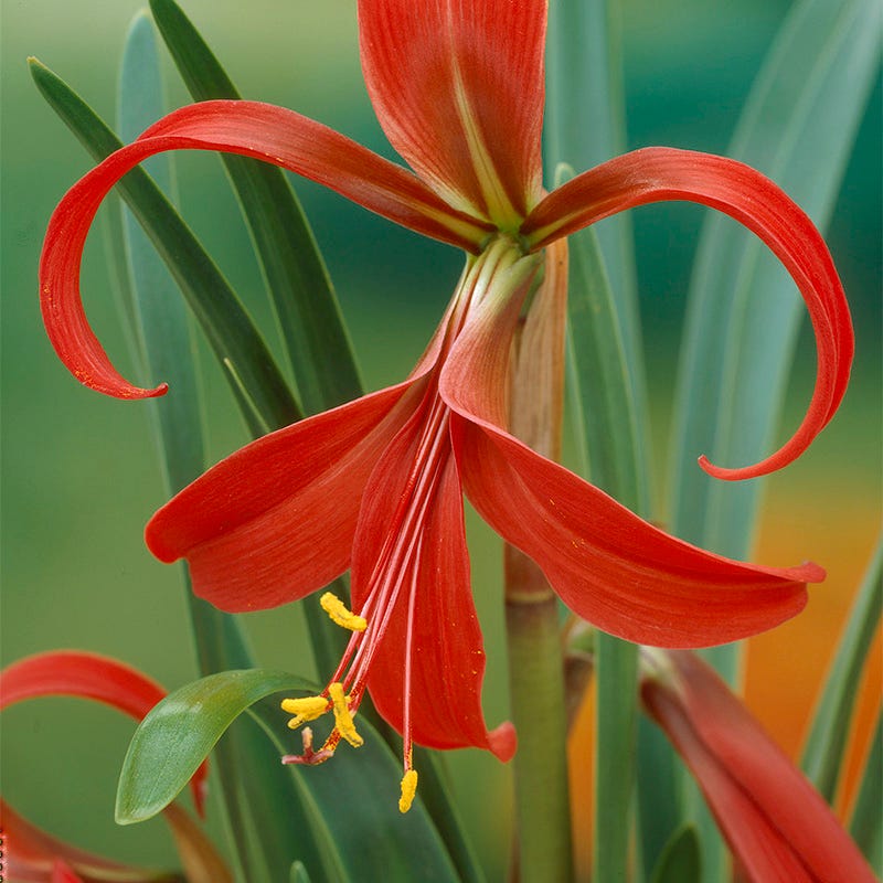 Rioja Spanish Red Bulb Collection | High Country Gardens