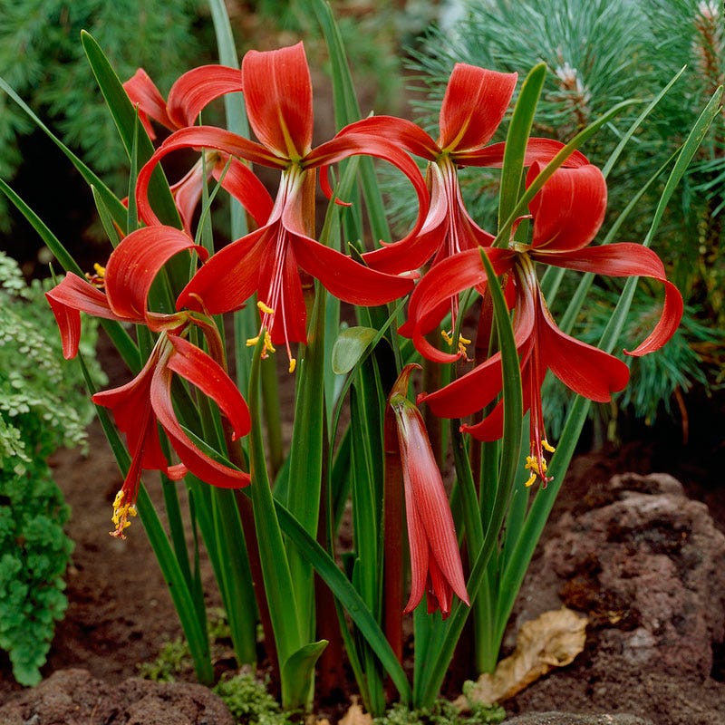 Aztec Lily Bulbs, Sprekelia formosissima | High Country Gardens