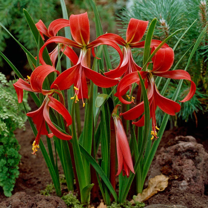 lilies cecilia flower Aztec Lily Bulbs, Sprekelia formosissima