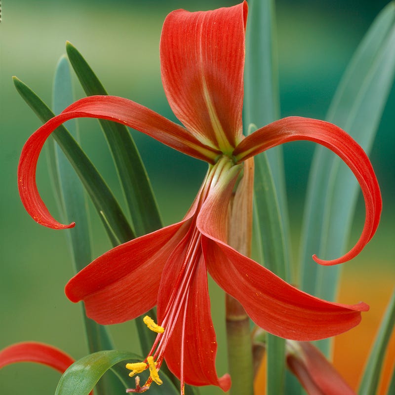 Aztec Lily (Sprekelia)