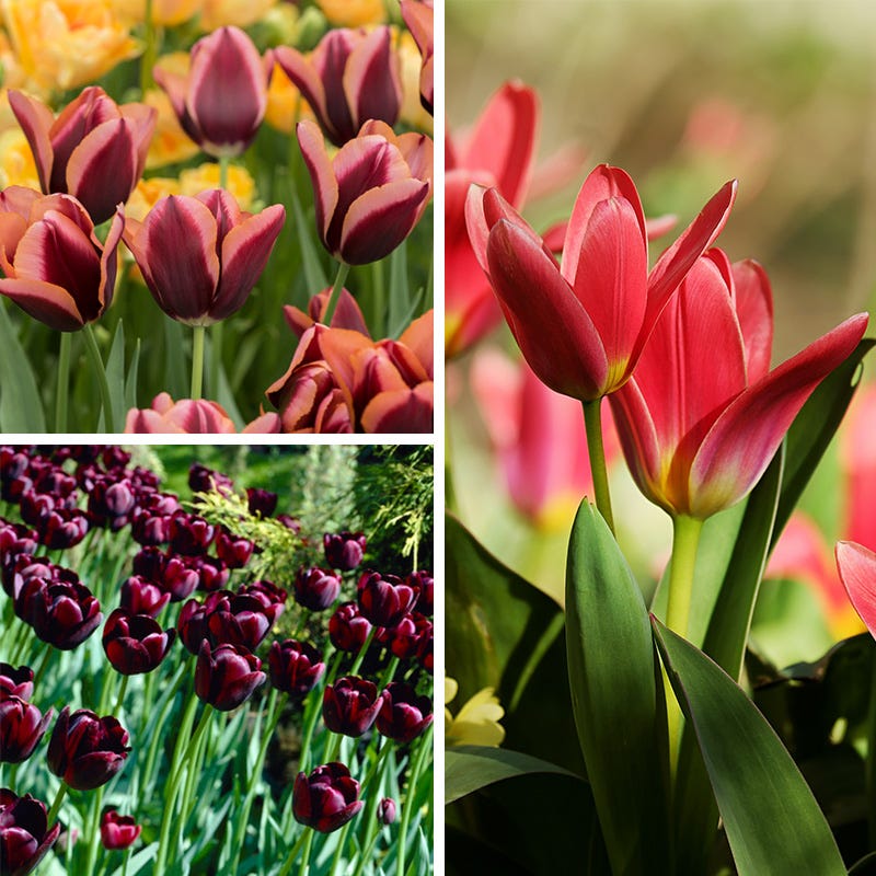 Aztec Cocoa Tulip Bulb Collection