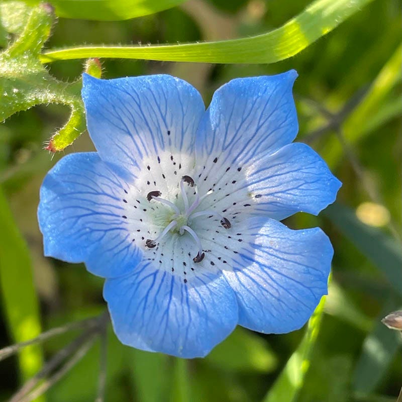 Baby Blue Eyes Seeds, Nemophila menziesii