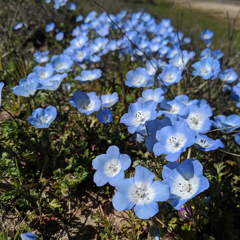 nemophila flower seeds Baby Blue Eyes Seeds, Nemophila menziesii