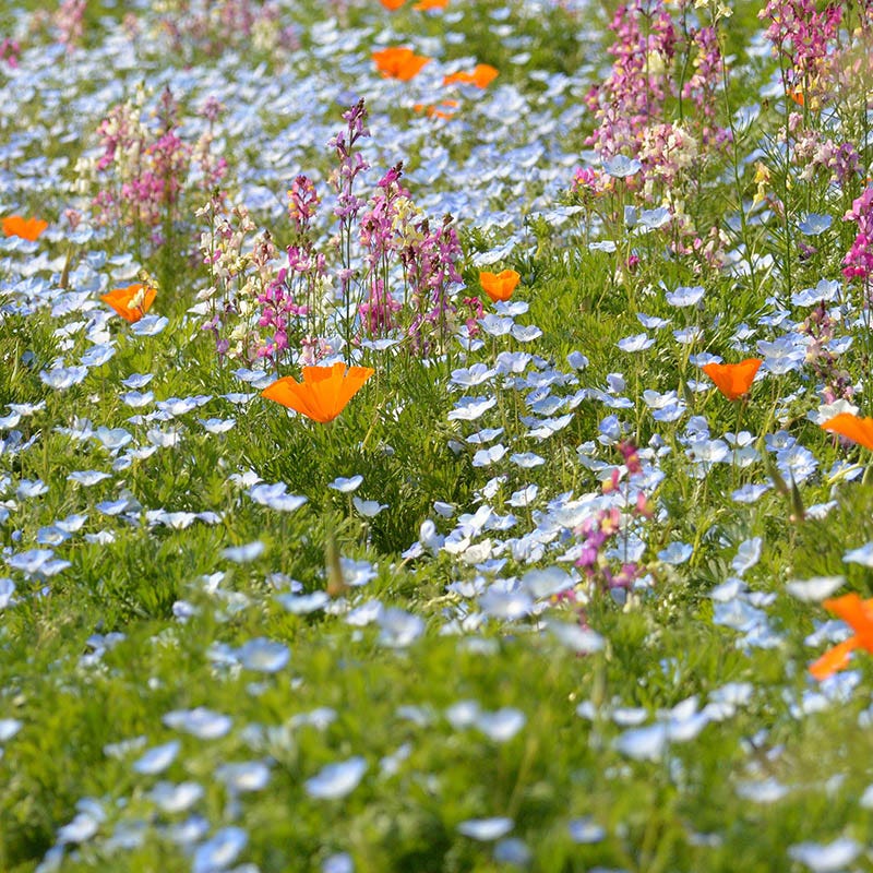 Baby Blue Eyes Seeds