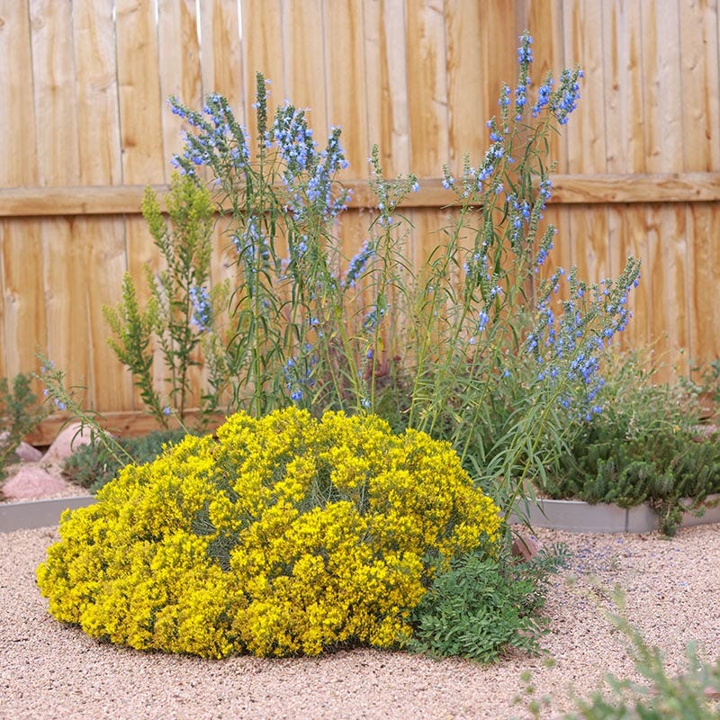 Baby Blue Rabbitbrush (Ericameria)