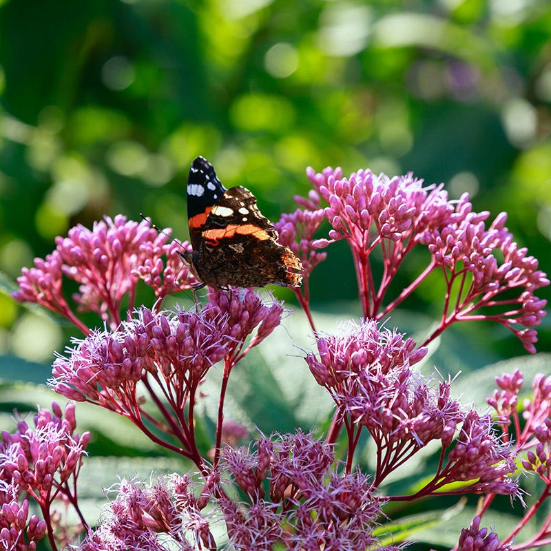 Baby Joe Joe Pye Weed (Eupatorium)