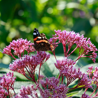 Baby Joe Joe Pye Weed (Eupatorium)