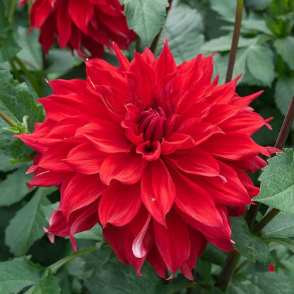 Babylon Red Dinnerplate Dahlia