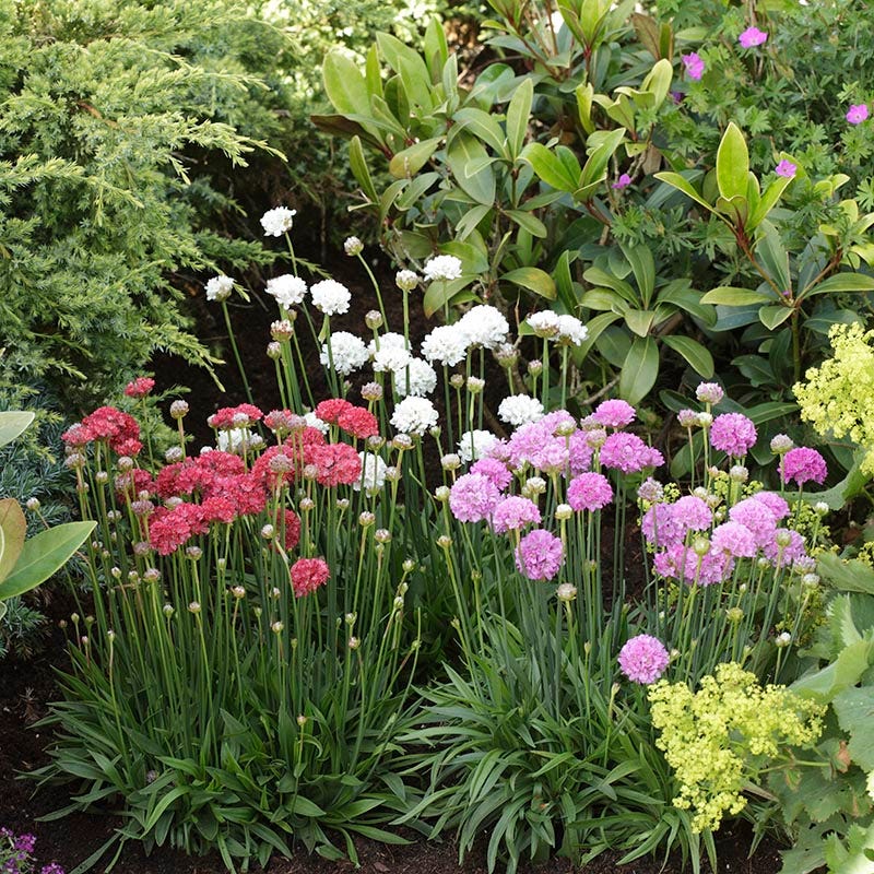 Ballerina Red Armeria | High Country Gardens