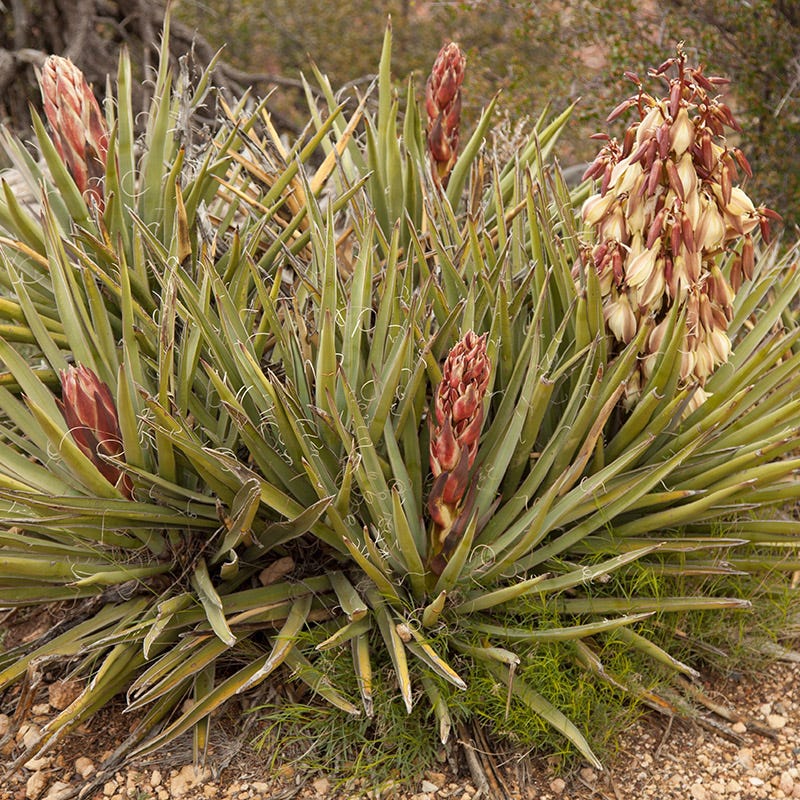 Banana Yucca