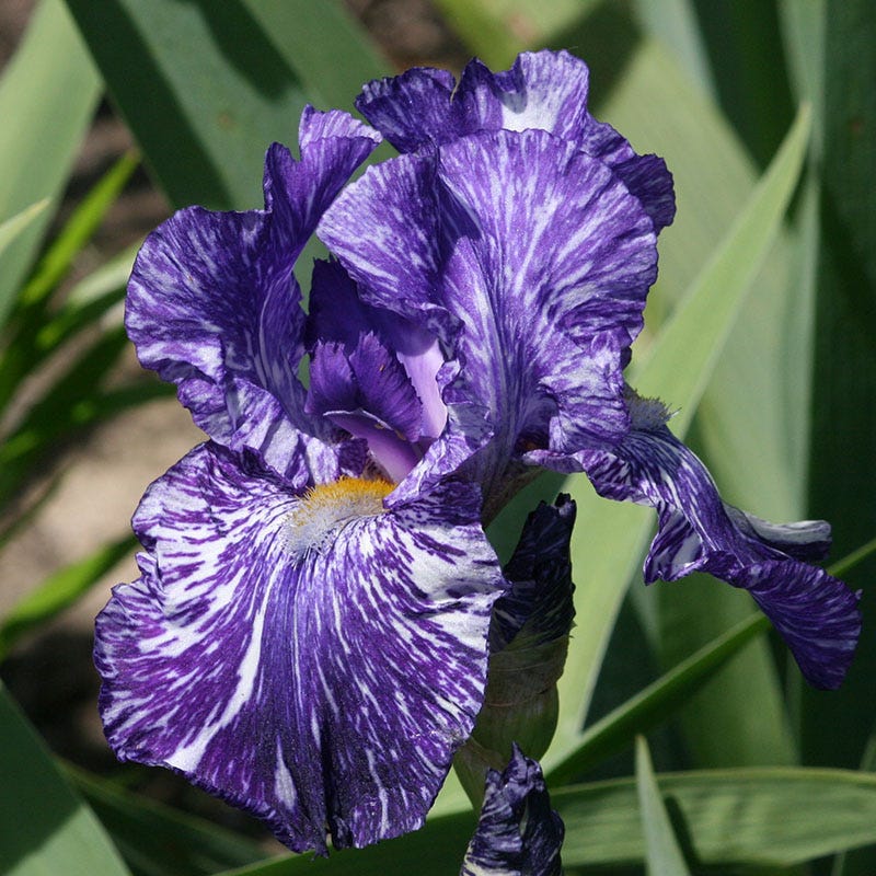 Batik Bearded Iris