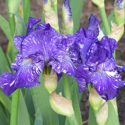 Batik Bearded Iris