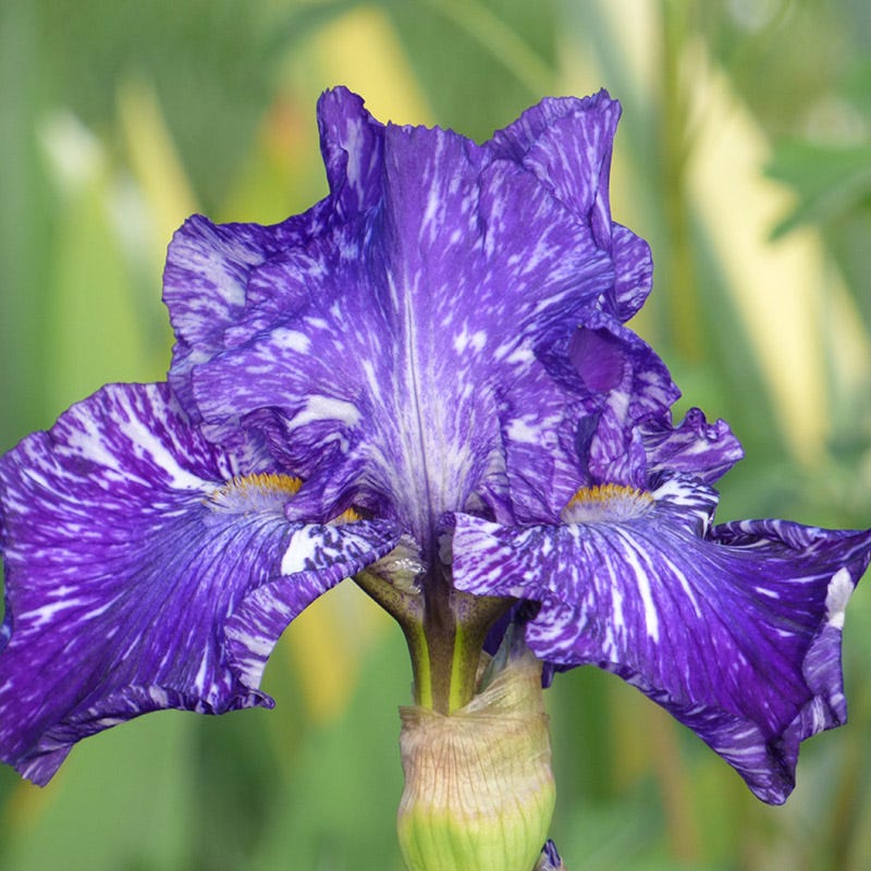Batik Bearded Iris