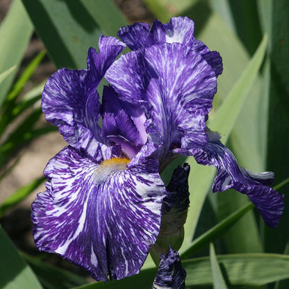 Alpenglow Bearded Iris Collection