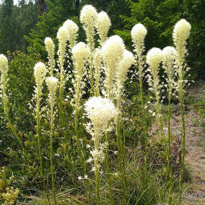 Bear Grass
