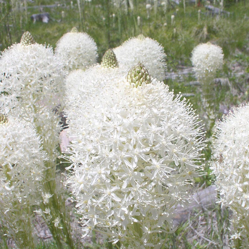 Bear Grass